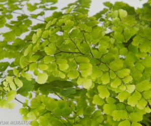Adiantum