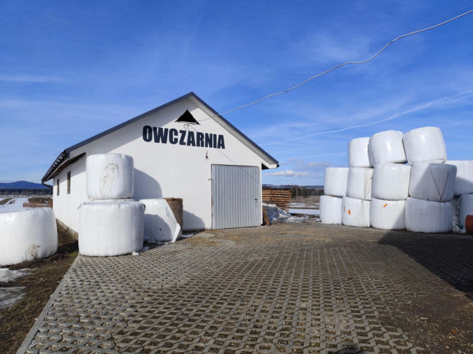 Zofia wróciła z Ameryki, zginęła w owczarni