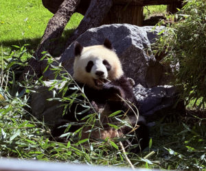 Pandy ZOO Berlin