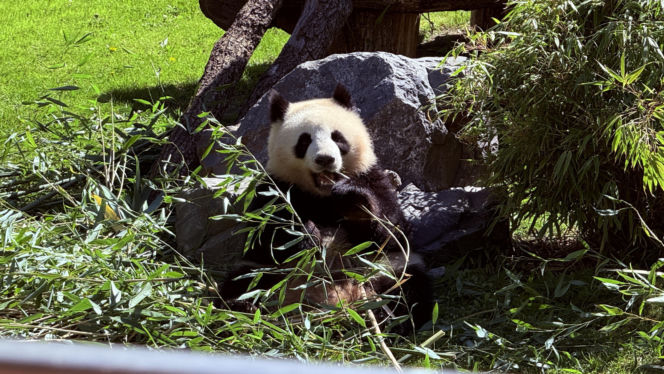 Pandy ZOO Berlin