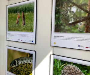 Zwierzęta i natura powiatu iławskiego zawitały do iławskiej Biblioteki Miejskiej