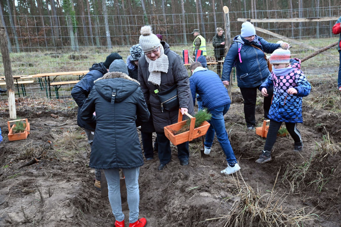 Posadzili nowy "krzywy las"