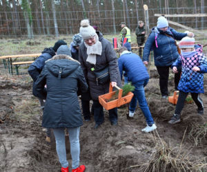 Posadzili nowy krzywy las