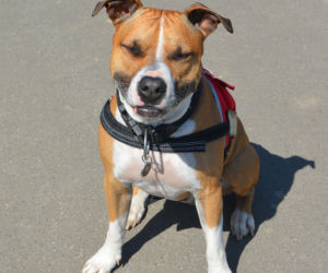 Amstaff 