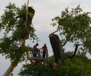 Baobab został wycięty