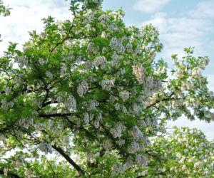 Robinia akacjowa