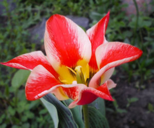 Tulipany Greiga