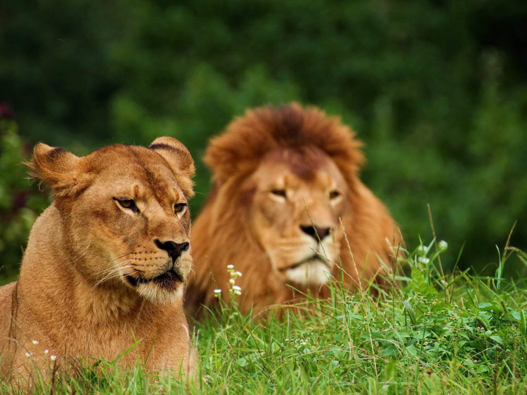 Wielkie koty z warszawskiego ZOO