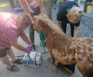 Kupili kucyka dzieciom, a potem o niego nie dbali