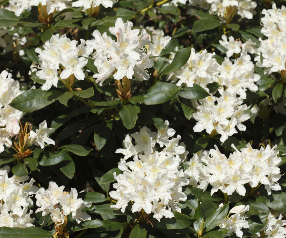 Krzewy kwitnące na biało ożywią ogród elegancją i świeżością!