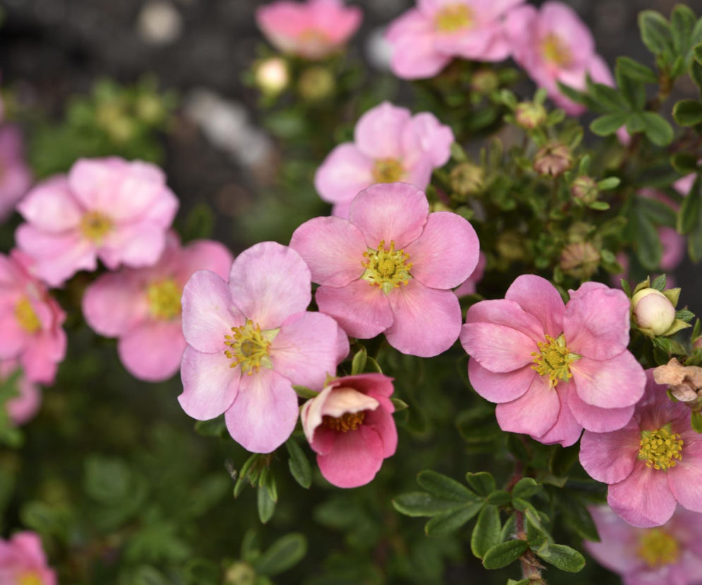 Krzewy łatwe w uprawie – 10 mało wymagających gatunków