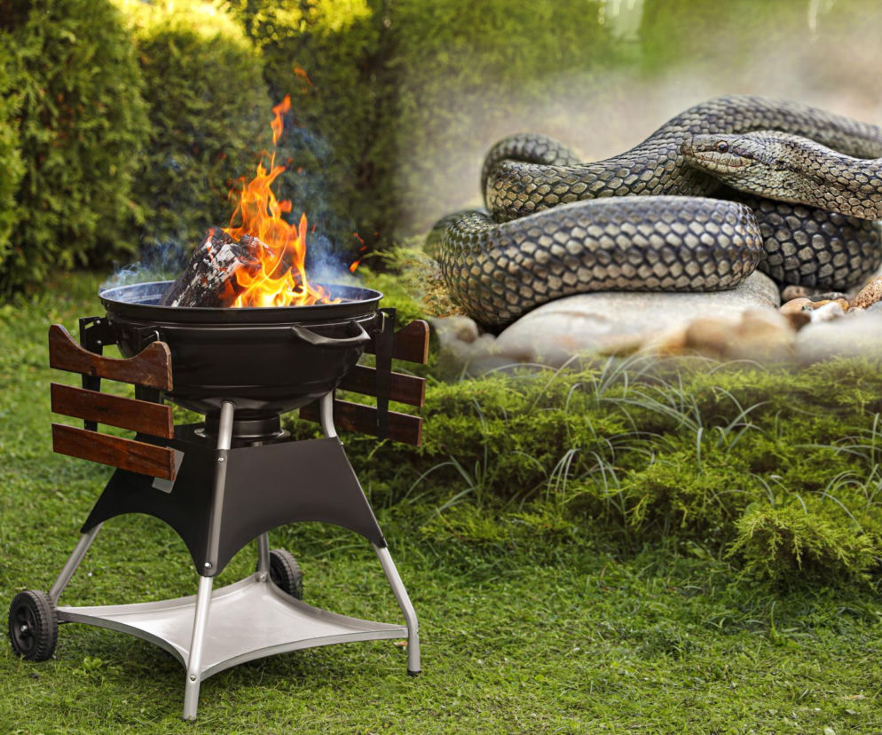 Wąż na grillu. Szokująca sytuacja doprowadziła do nowego zakazu w Krakowie