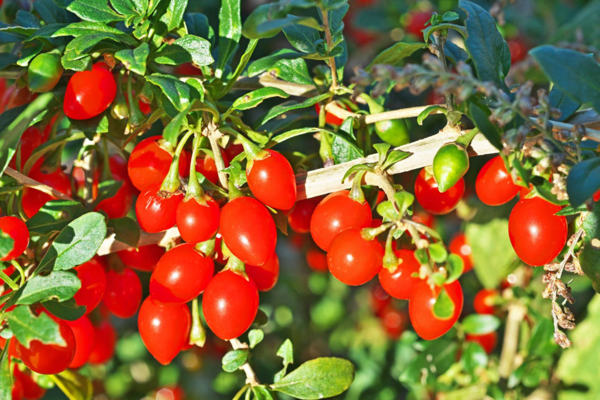 Jagody Goji