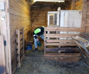 Wataha psów zaatakowała pod Siedlcami