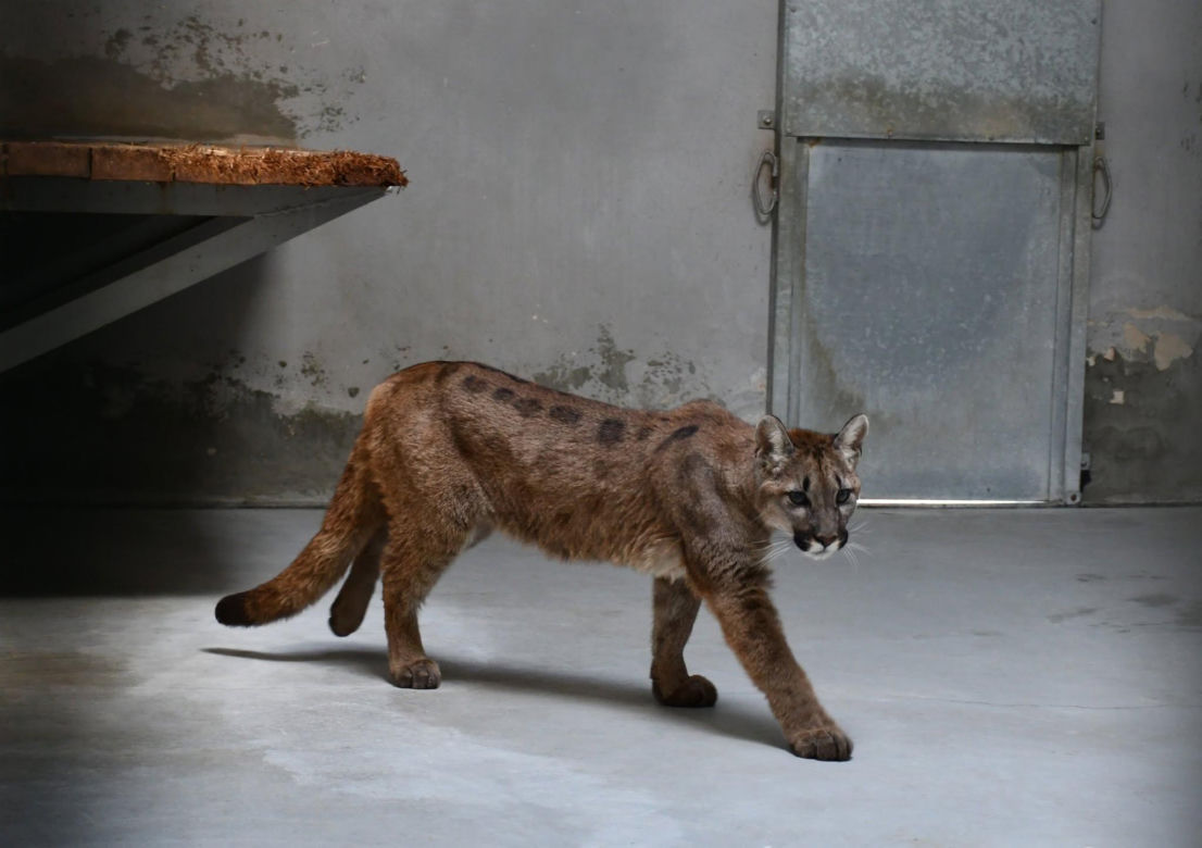Złapali tajemniczą pumę z polskiego lasu. W poznańskim zoo odkryli zaskakującą rzecz