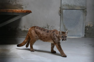 Złapali tajemniczą pumę z polskiego lasu. W poznańskim zoo odkryli zaskakującą rzecz