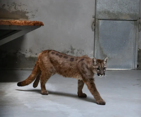Puma złapana koło Polanowa opuściła Polskę