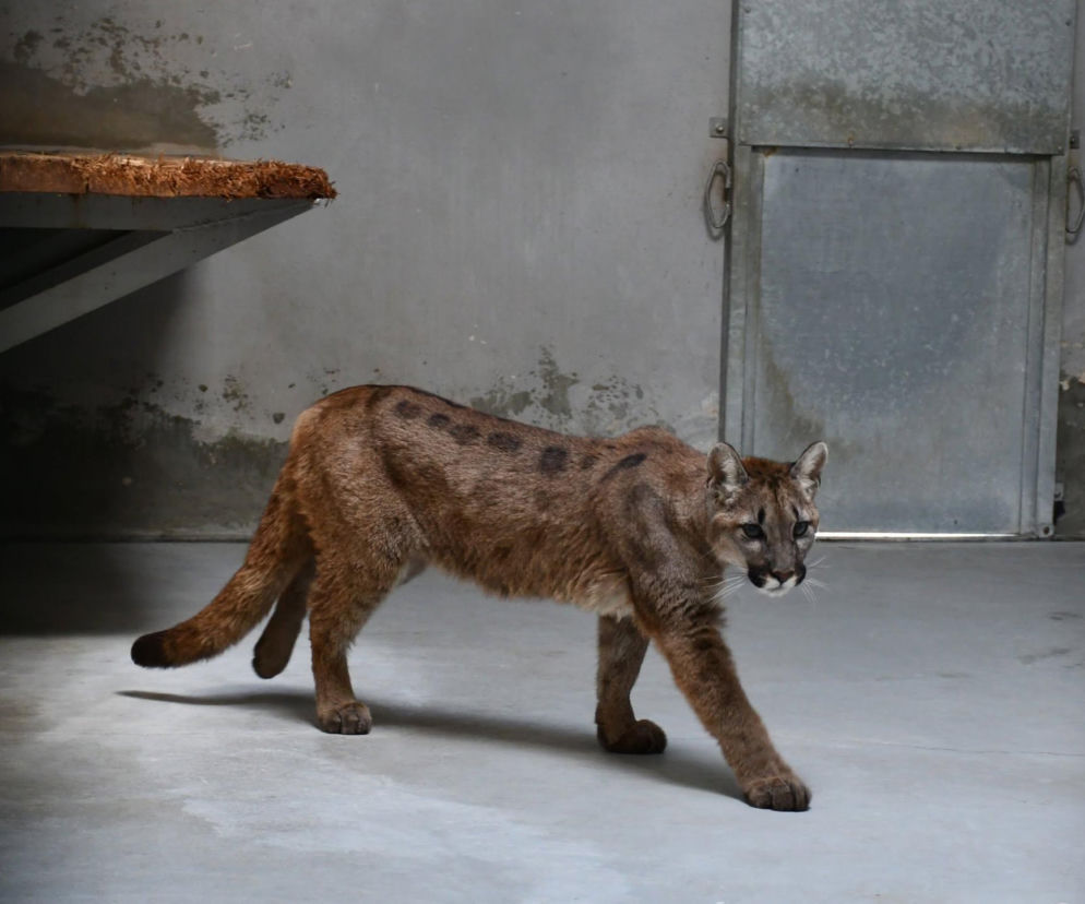 Złapali tajemniczą pumę z polskiego lasu. W poznańskim zoo odkryli zaskakującą rzecz