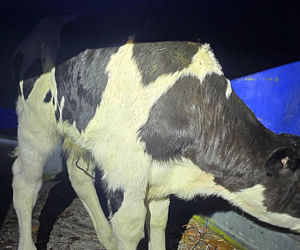 Szokujący incydent na drodze. Z dostawczaka wypadło cielę! Kierowca nawet nie zauważył