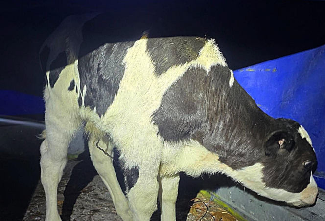 Szokujący incydent na drodze. Z dostawczaka wypadło cielę! Kierowca nawet nie zauważył