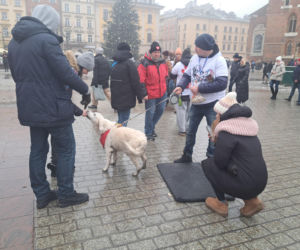 34. finał WOŚP w Krakowie. Golden Retrievery na Rynku Głównym
