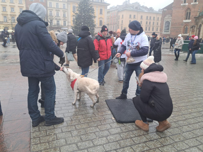 34. finał WOŚP w Krakowie. Golden Retrievery na Rynku Głównym