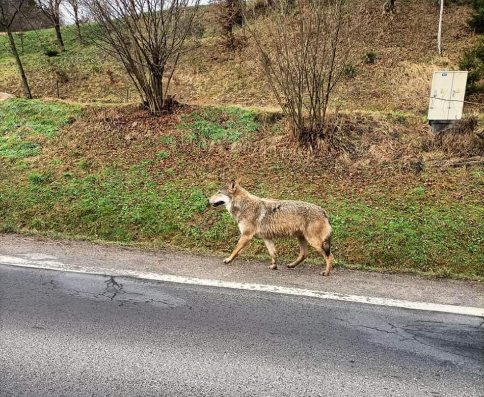 Wilk na drodze w Bieszczadach. Jedziecie tam na ferie? Uważajcie! 