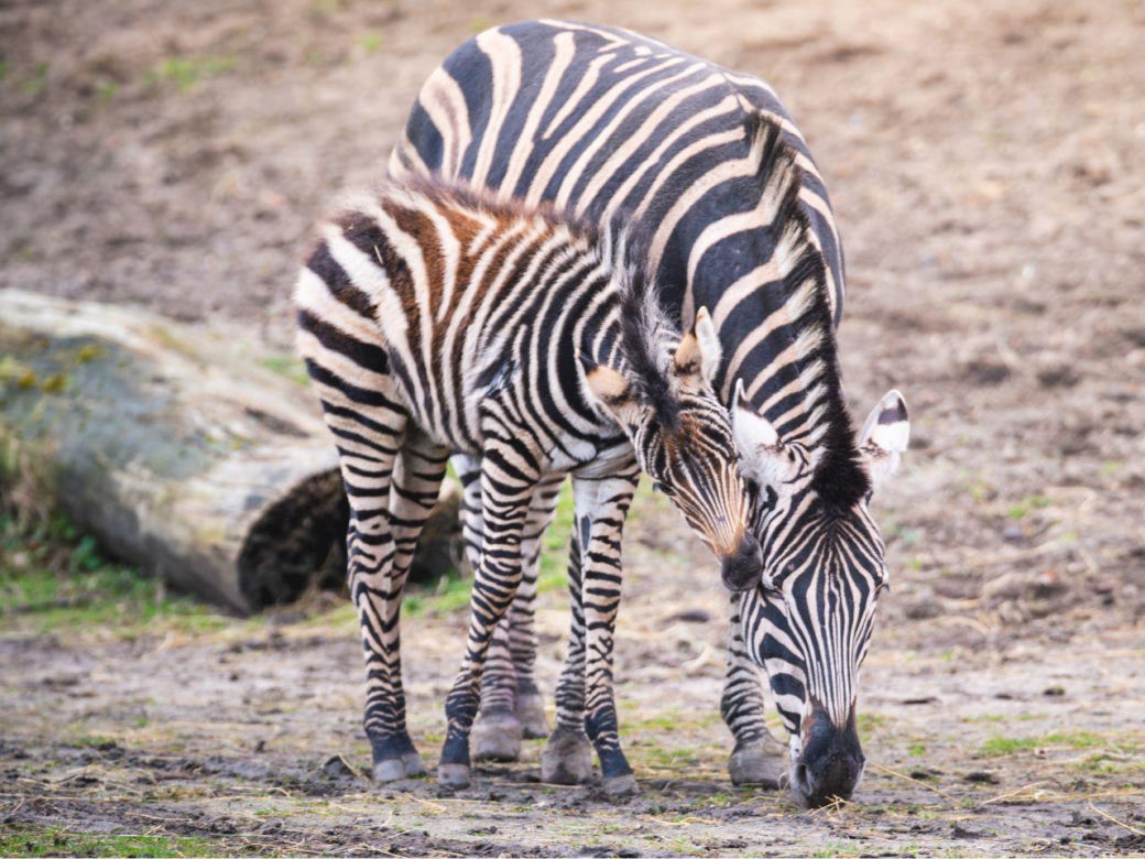 W ZOO Wrocław urodziła się nowa zebra