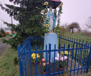 Wyjątkowo kolorowa jesień w Gminie Iława. Wszędzie chryzantemny!